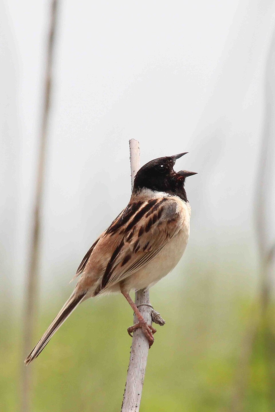 Japanese Reed Bunting