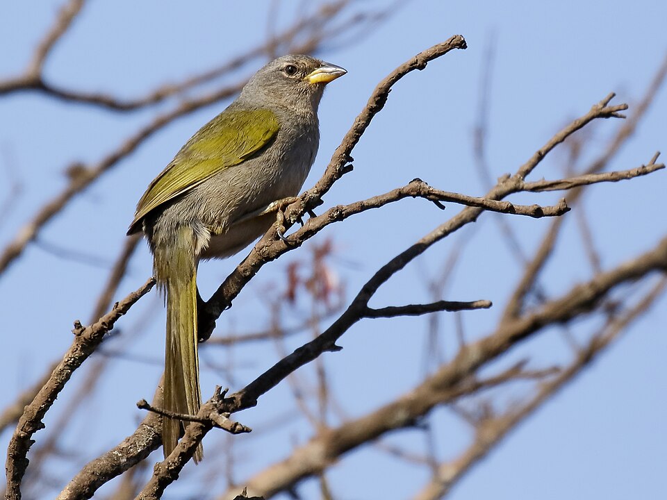 Serra Finch