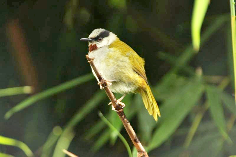 Grey-capped Warbler