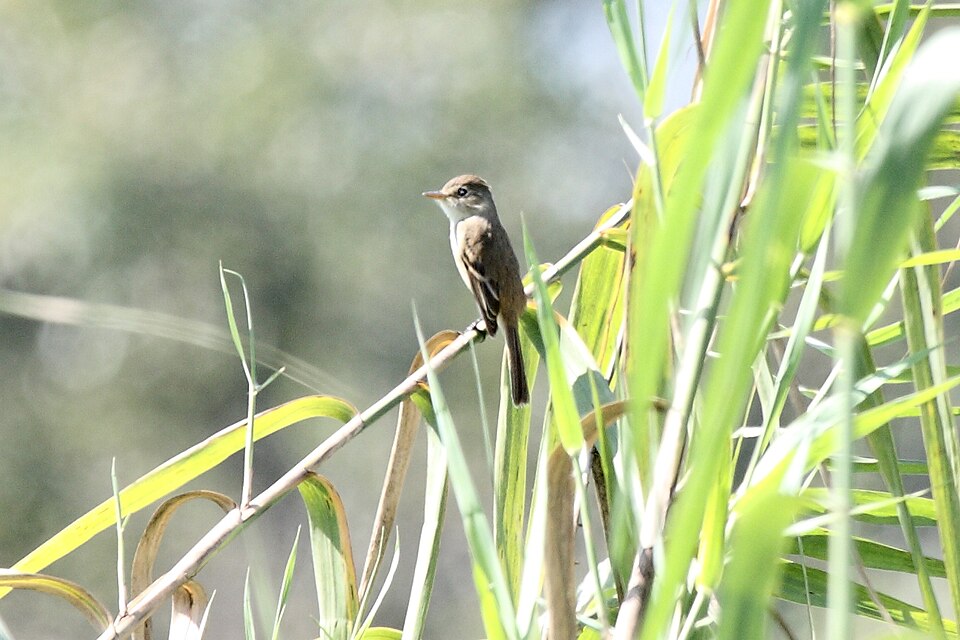 White-throated Flycatcher