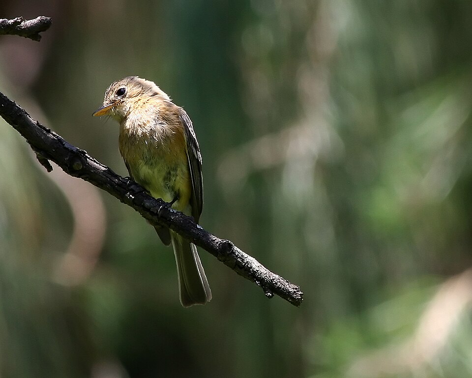Buff-breasted Flycatcher