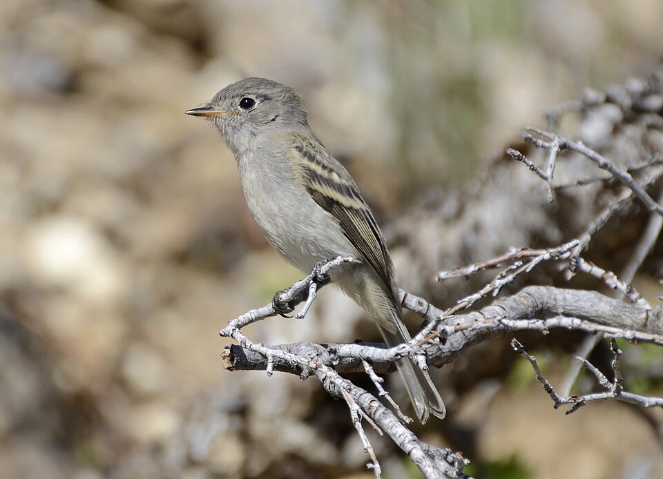 American Dusky Flycatcher