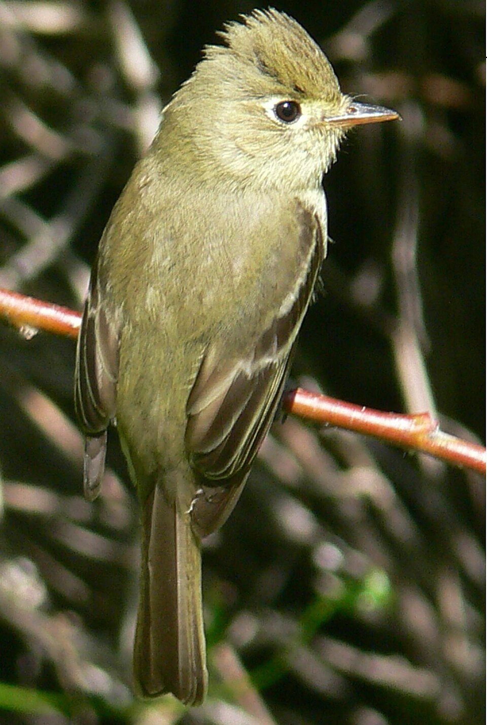 Cordilleran Flycatcher