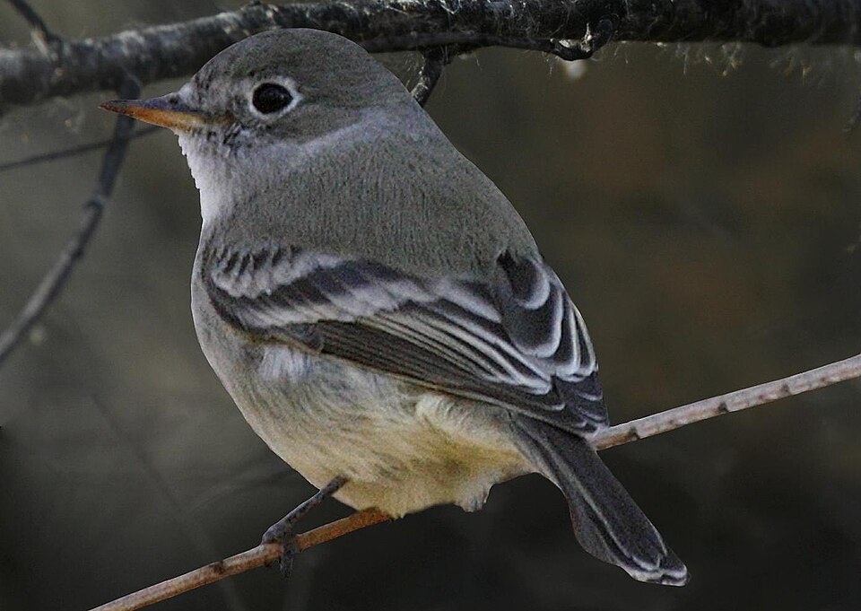 American Grey Flycatcher