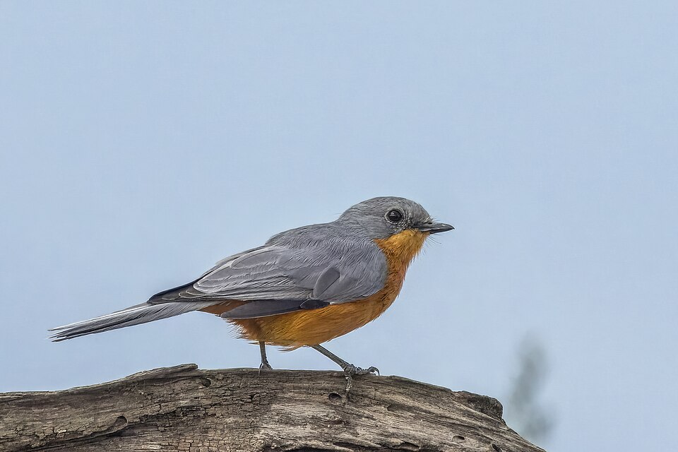 Silverbird