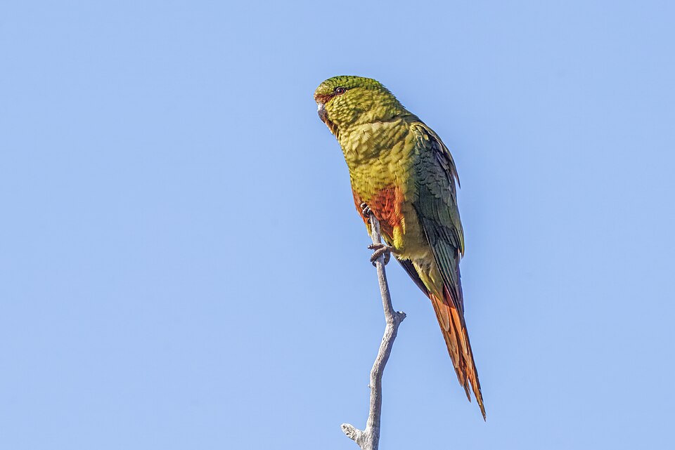Austral Parakeet
