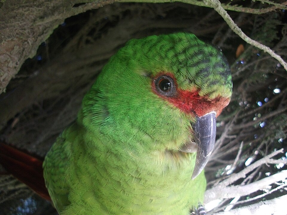 Slender-billed Parakeet
