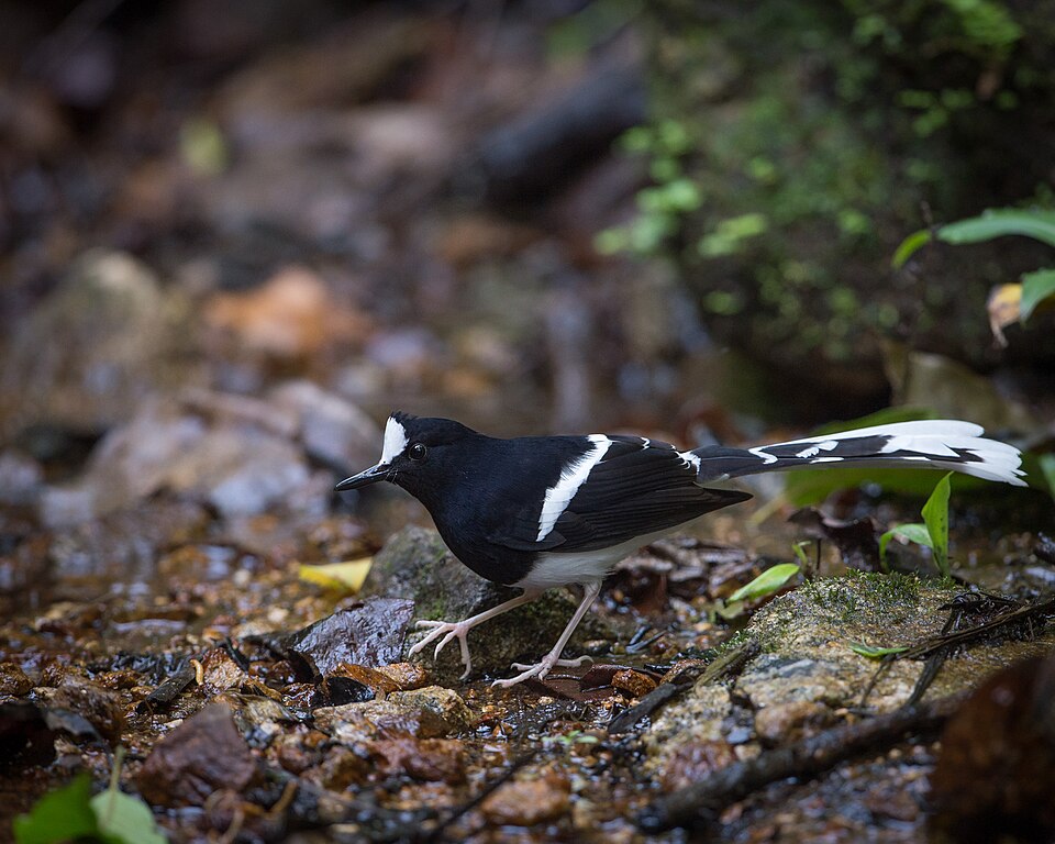 White-crowned Forktail