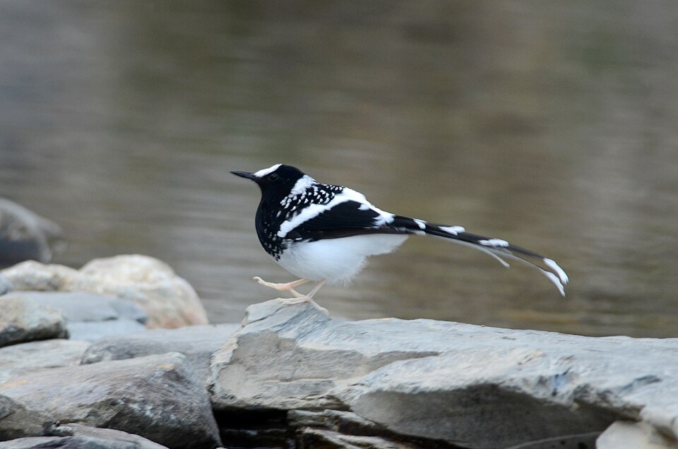 Spotted Forktail