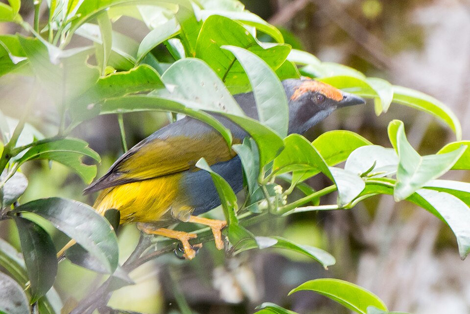 Fiery-browed Starling