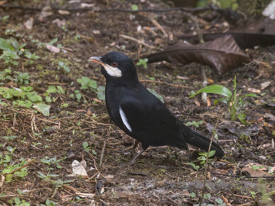 Black Solitaire