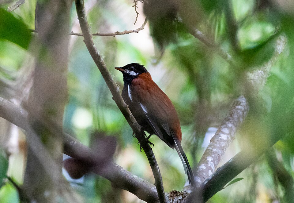 White-eared Solitaire