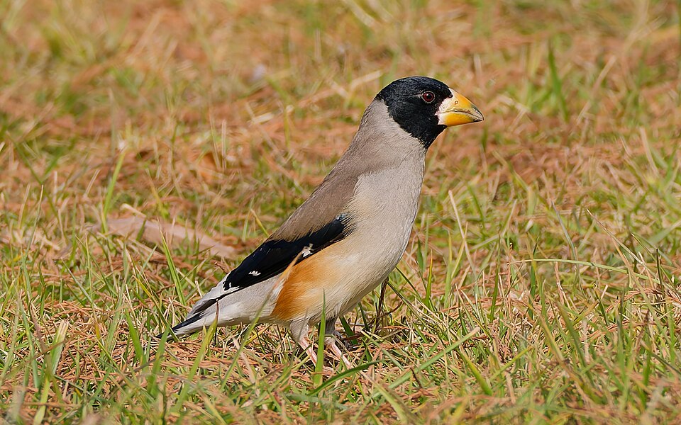 Chinese Grosbeak