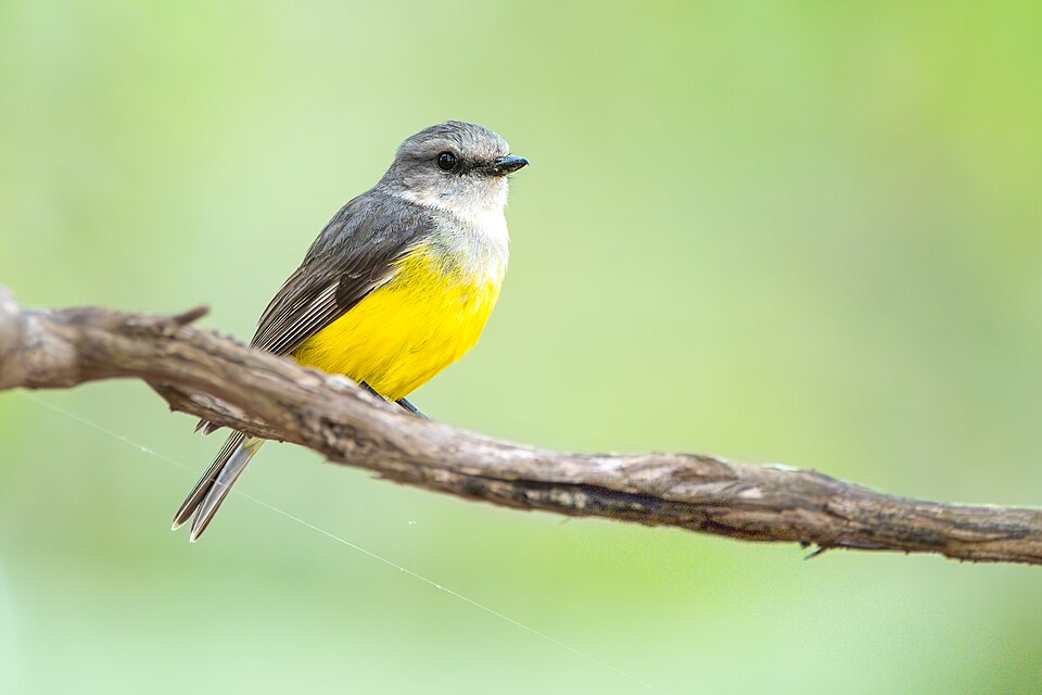 Western Yellow Robin