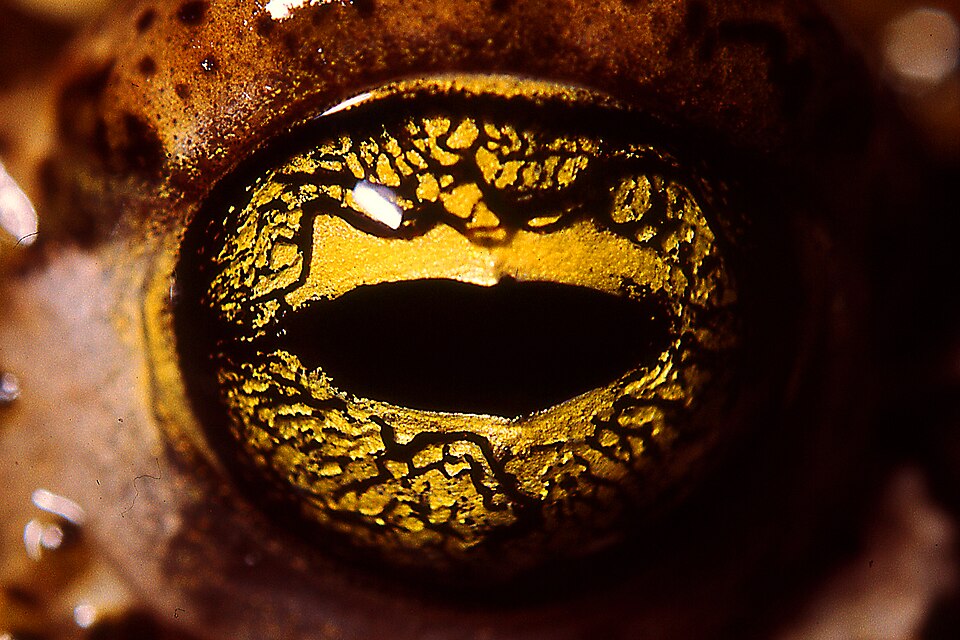 Natterjack Toad