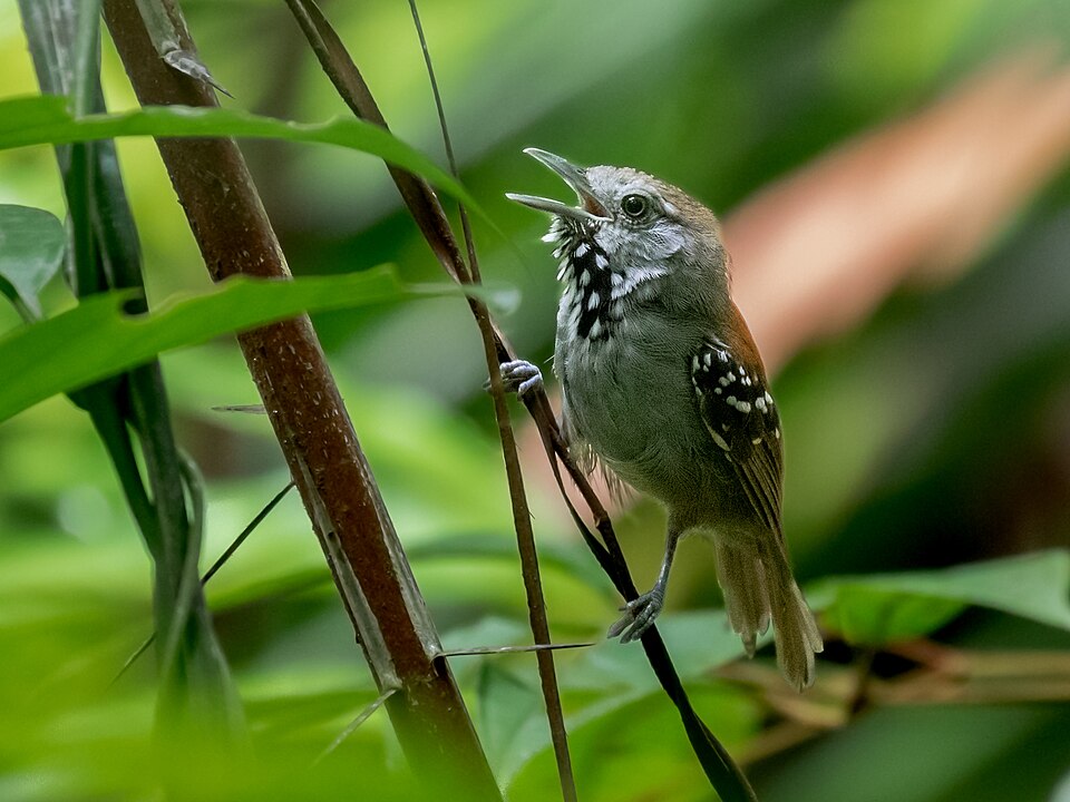 Rio Madeira Stipplethroat