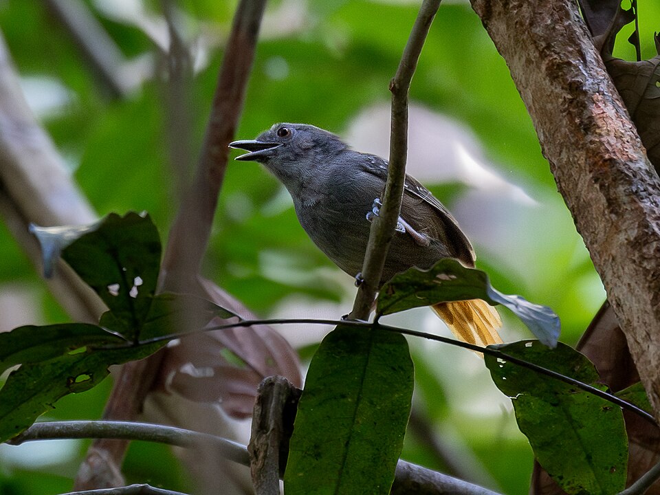 Rufous-tailed Stipplethroat