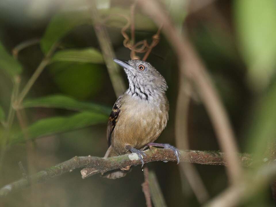 Checker-throated Stipplethroat