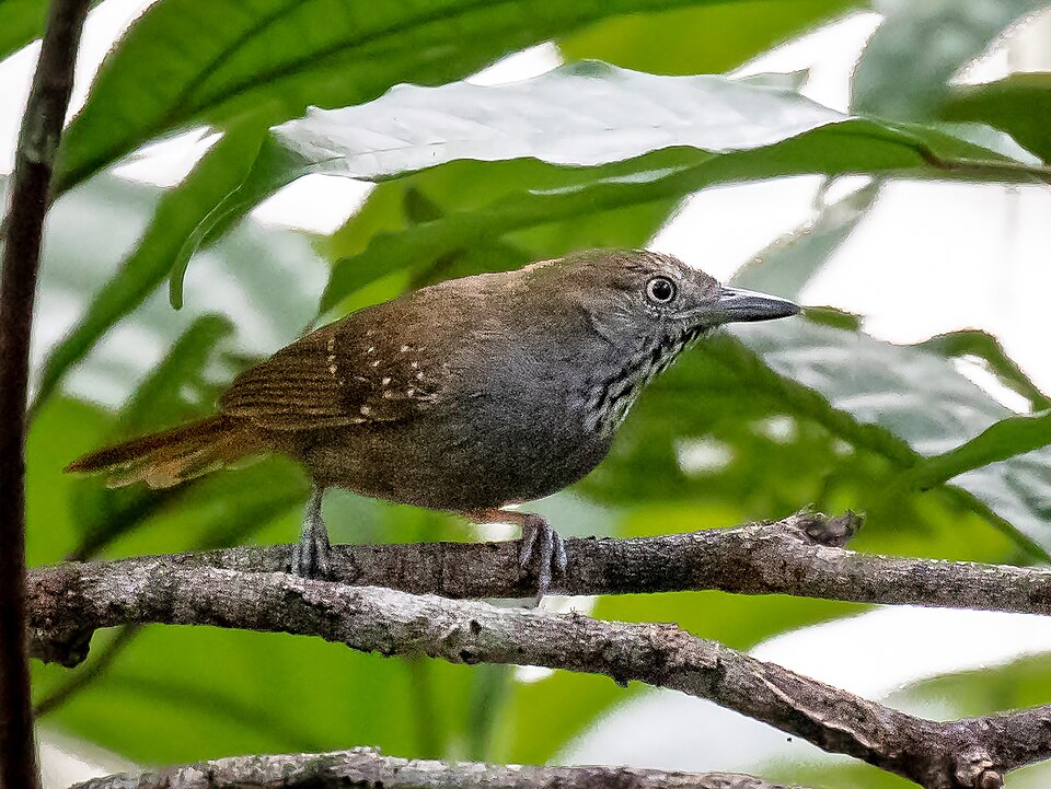 Brown-bellied Stipplethroat