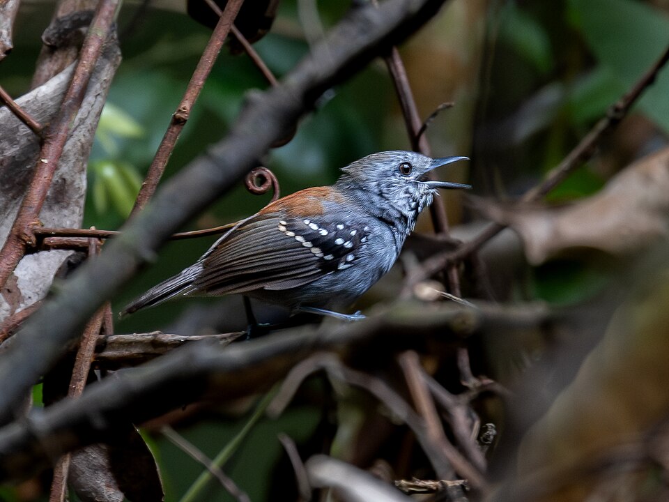 Rufous-backed Stipplethroat