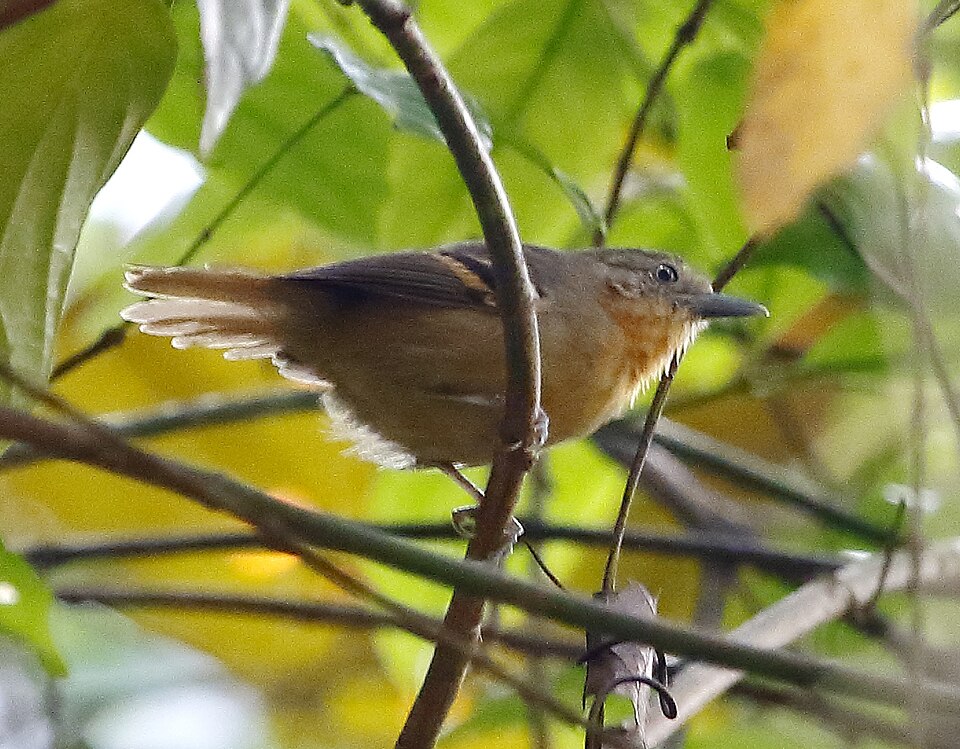 White-eyed Stipplethroat