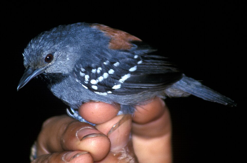 Ornate Stipplethroat