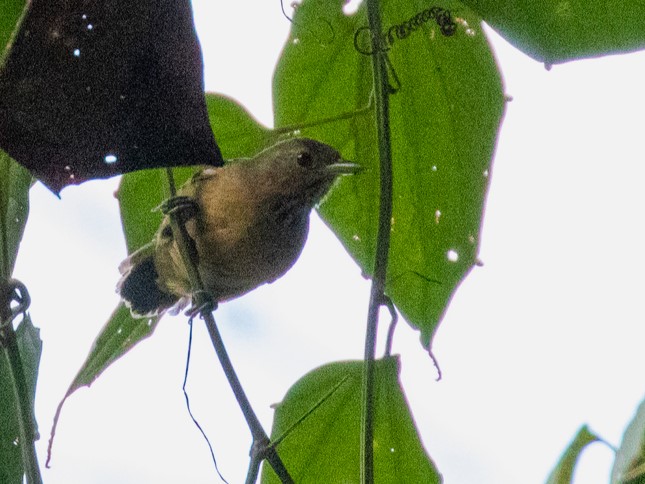Foothill Stipplethroat