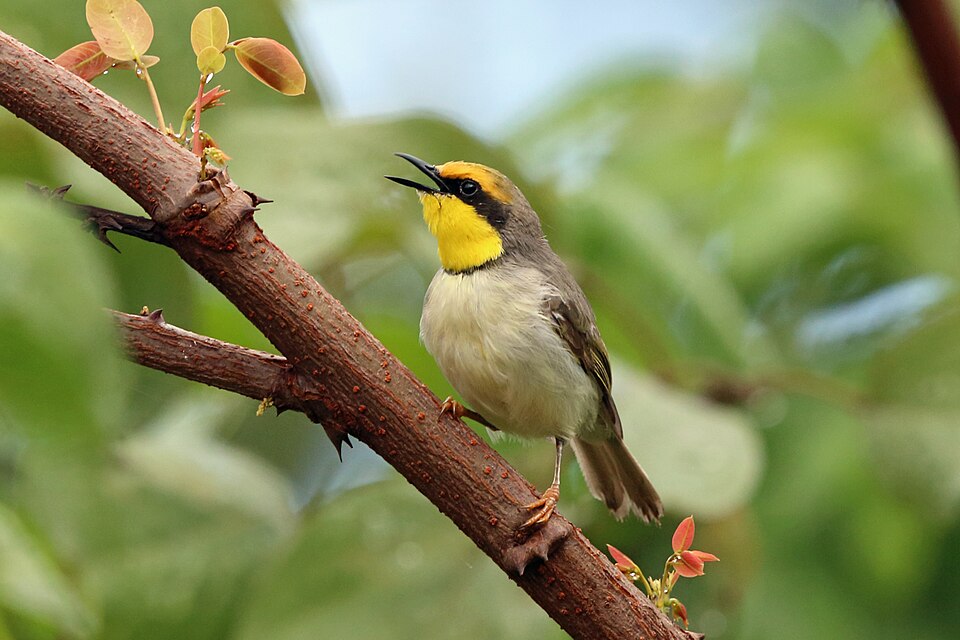 Black-necked Eremomela