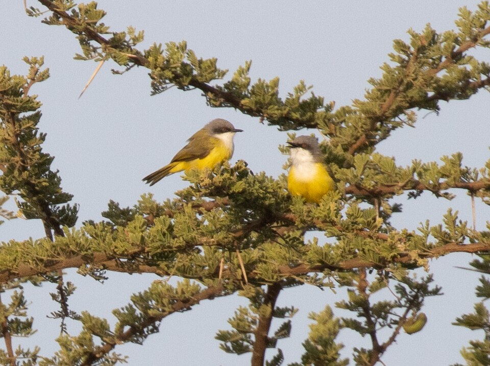 Green-backed Eremomela