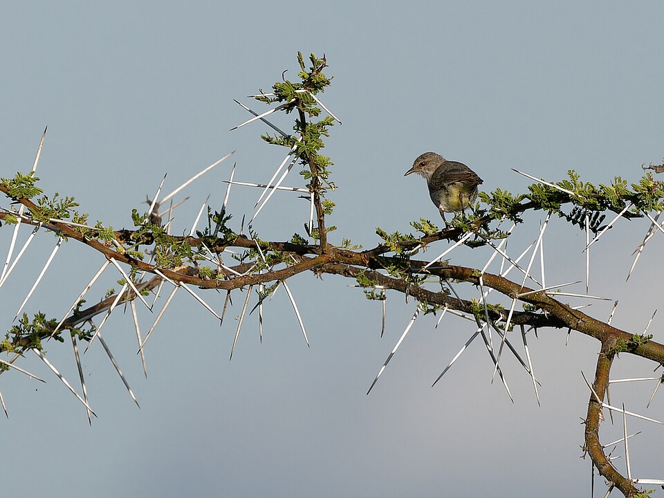 Yellow-vented Eremomela