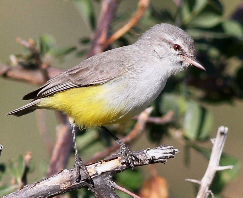 Yellow-bellied Eremomela