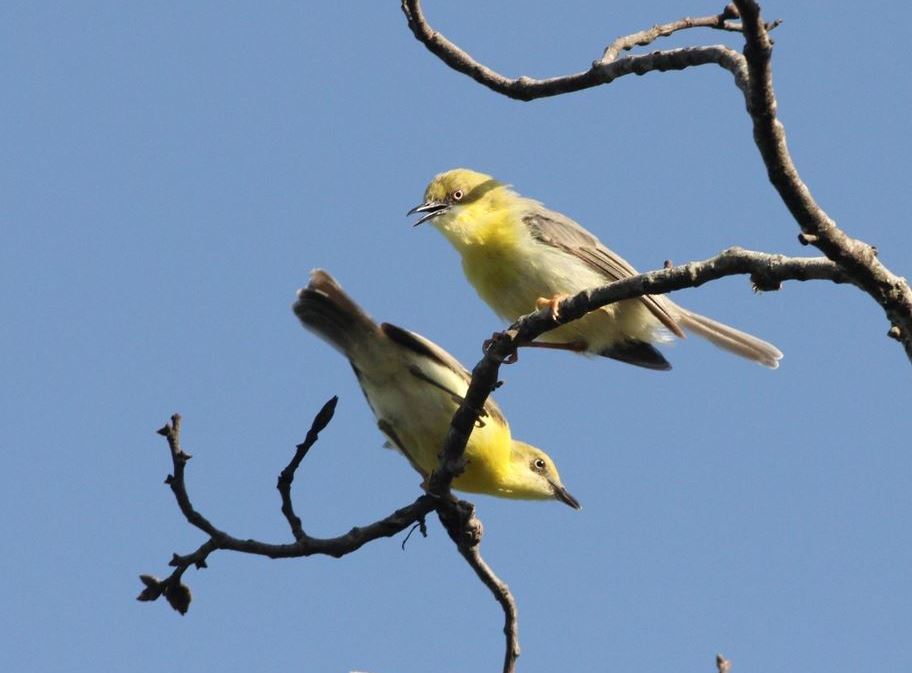 Green-capped Eremomela