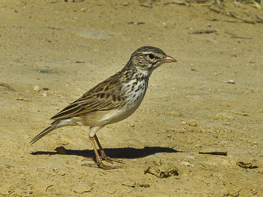 Madagascar Lark