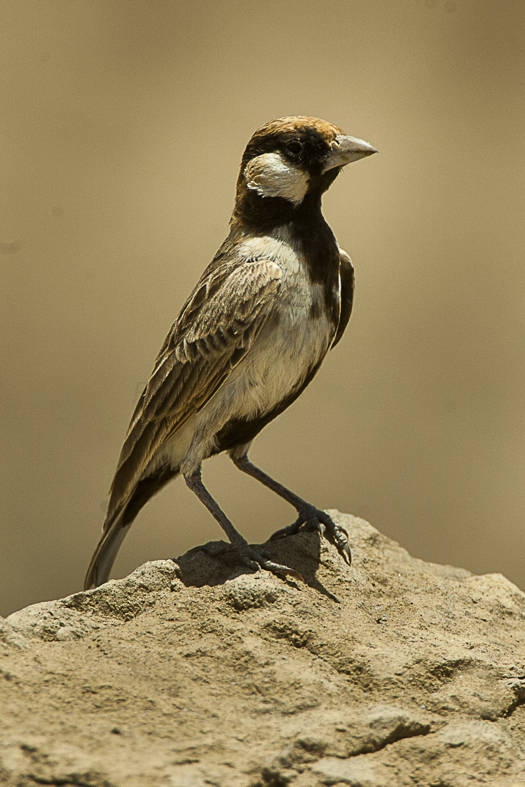 Fischer's Sparrow-Lark