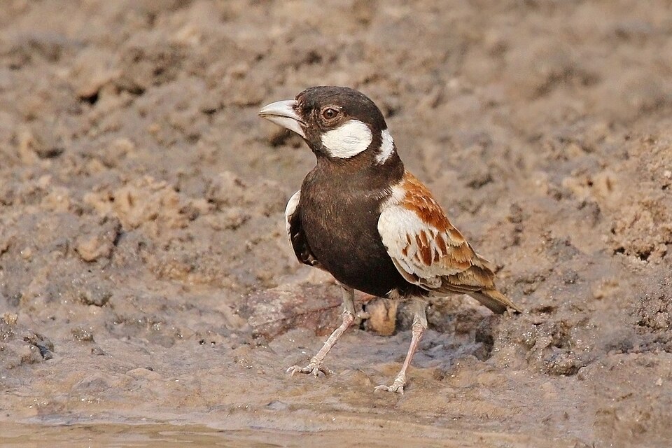 Chestnut-backed Sparrow-Lark