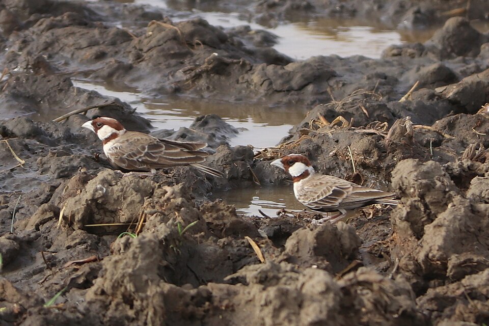 Chestnut-headed Sparrow-Lark