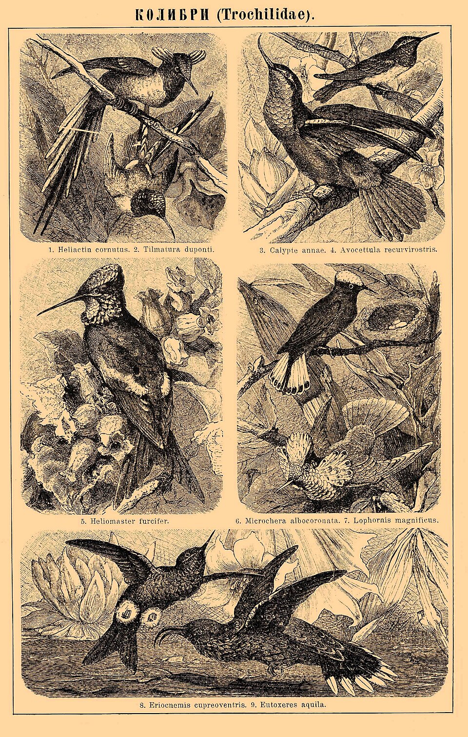 Coppery-bellied Puffleg