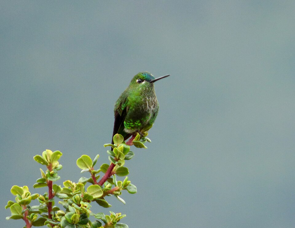 Black-thighed Puffleg