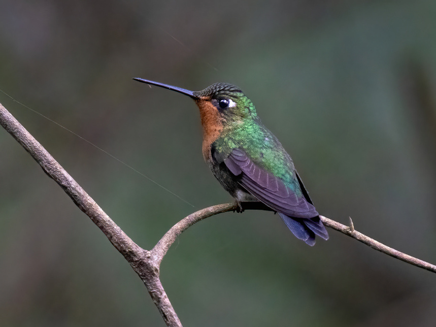 Blue-capped Puffleg