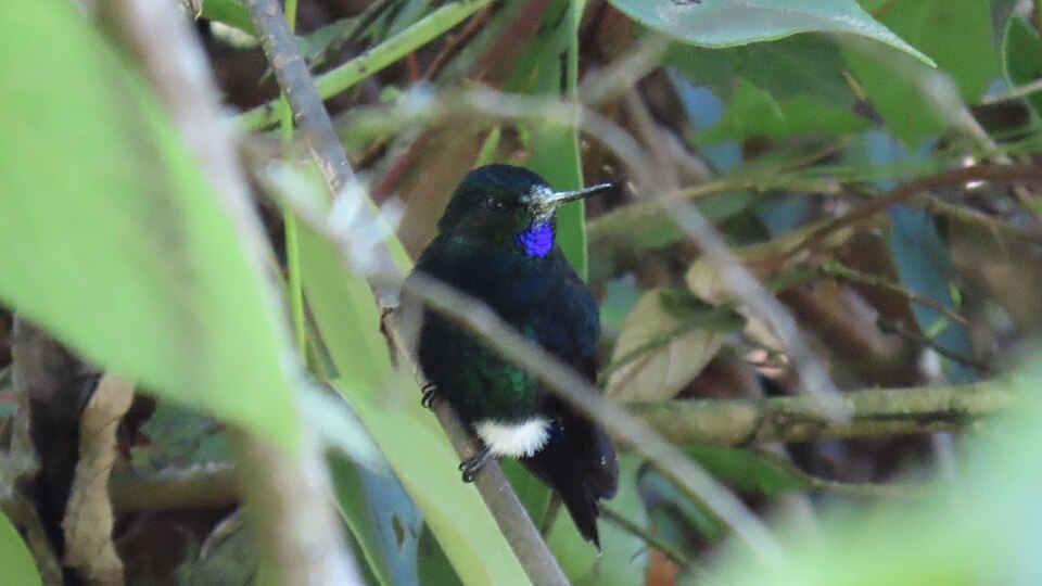 Black-breasted Puffleg