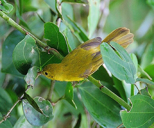 Little Yellow Flycatcher