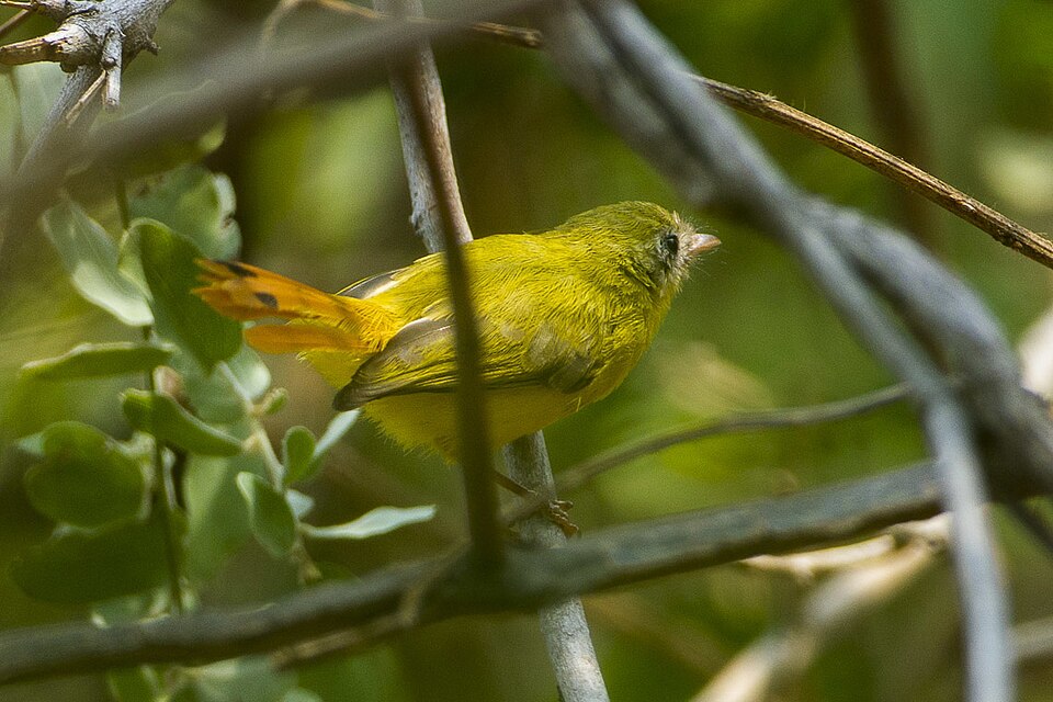 Livingstone's Flycatcher