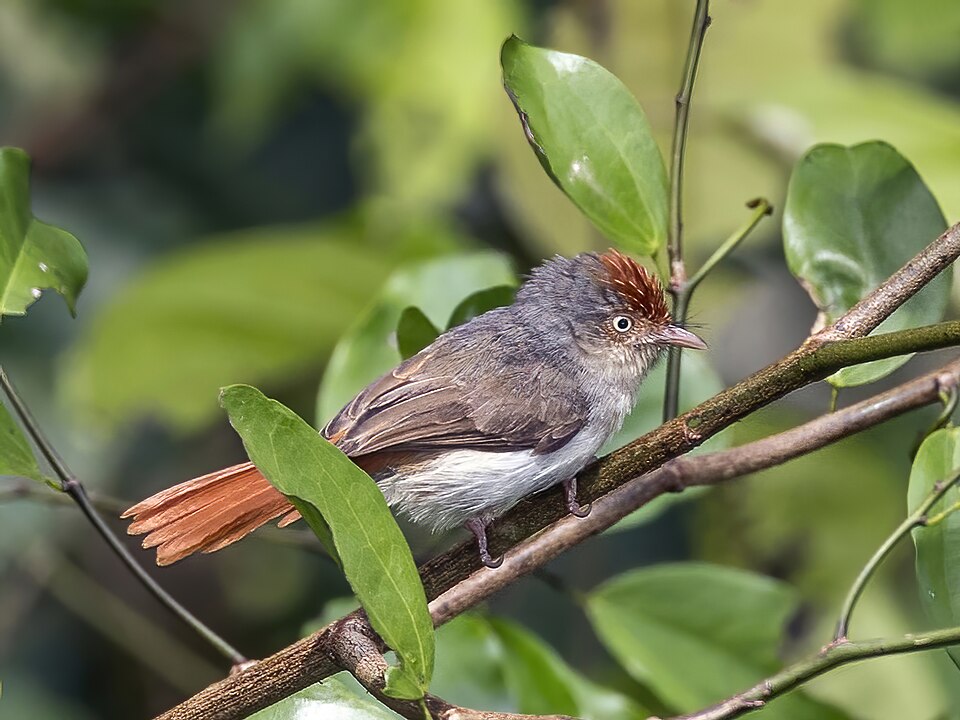 Chestnut-capped Flycatcher