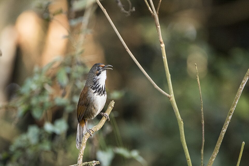 Black-necklaced Scimitar Babbler