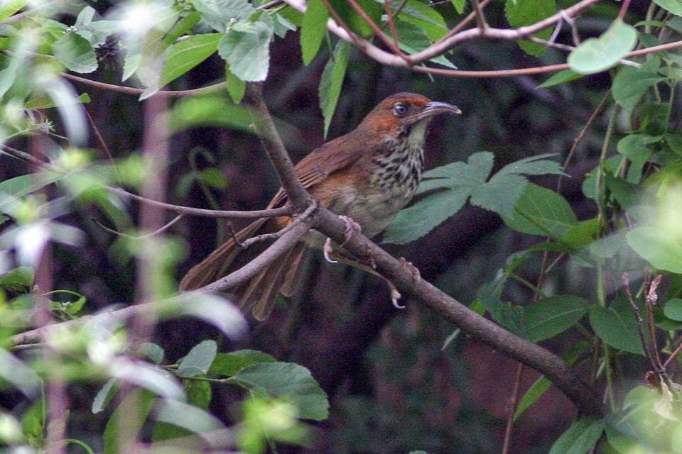 Black-streaked Scimitar Babbler