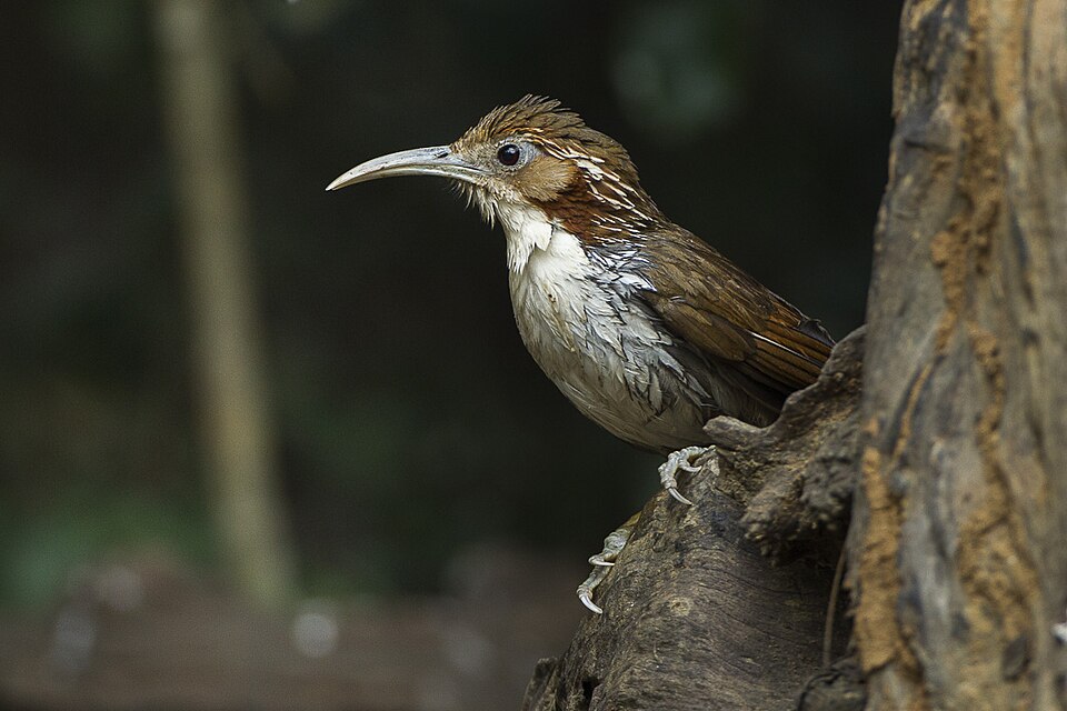 Large Scimitar Babbler