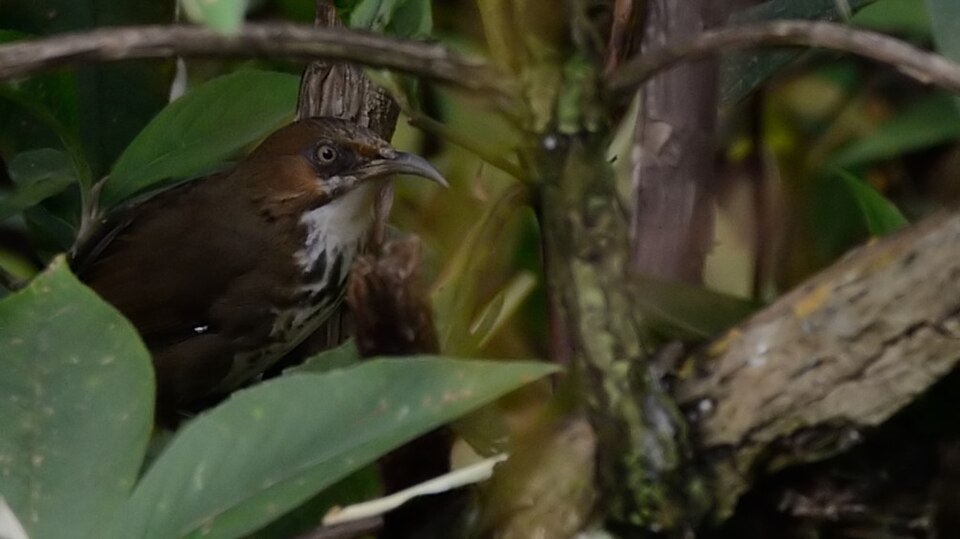 Spot-breasted Scimitar Babbler