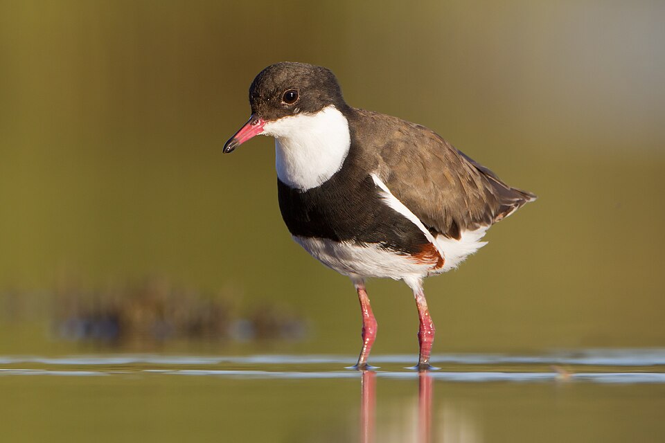 Red-kneed Dotterel