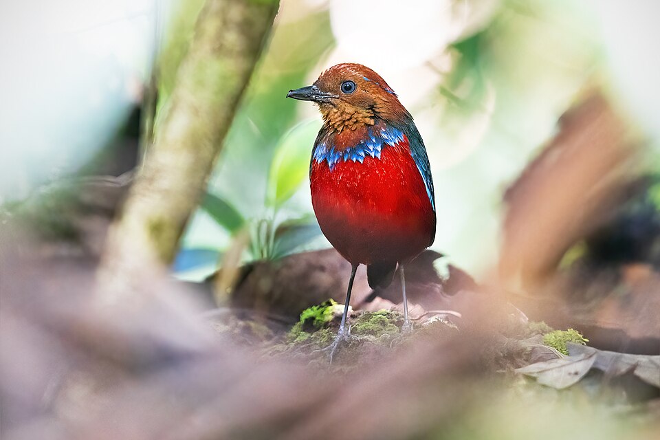 Blue-banded Pitta
