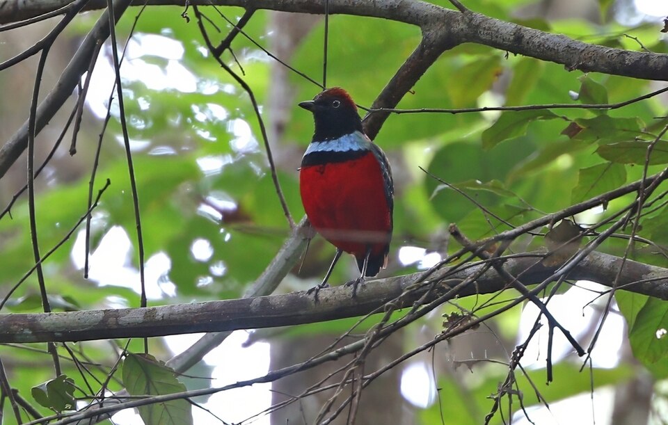 Sula Pitta